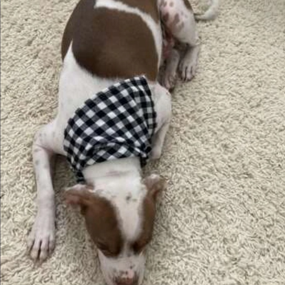 PET BANDANA - Picture 6 of 16